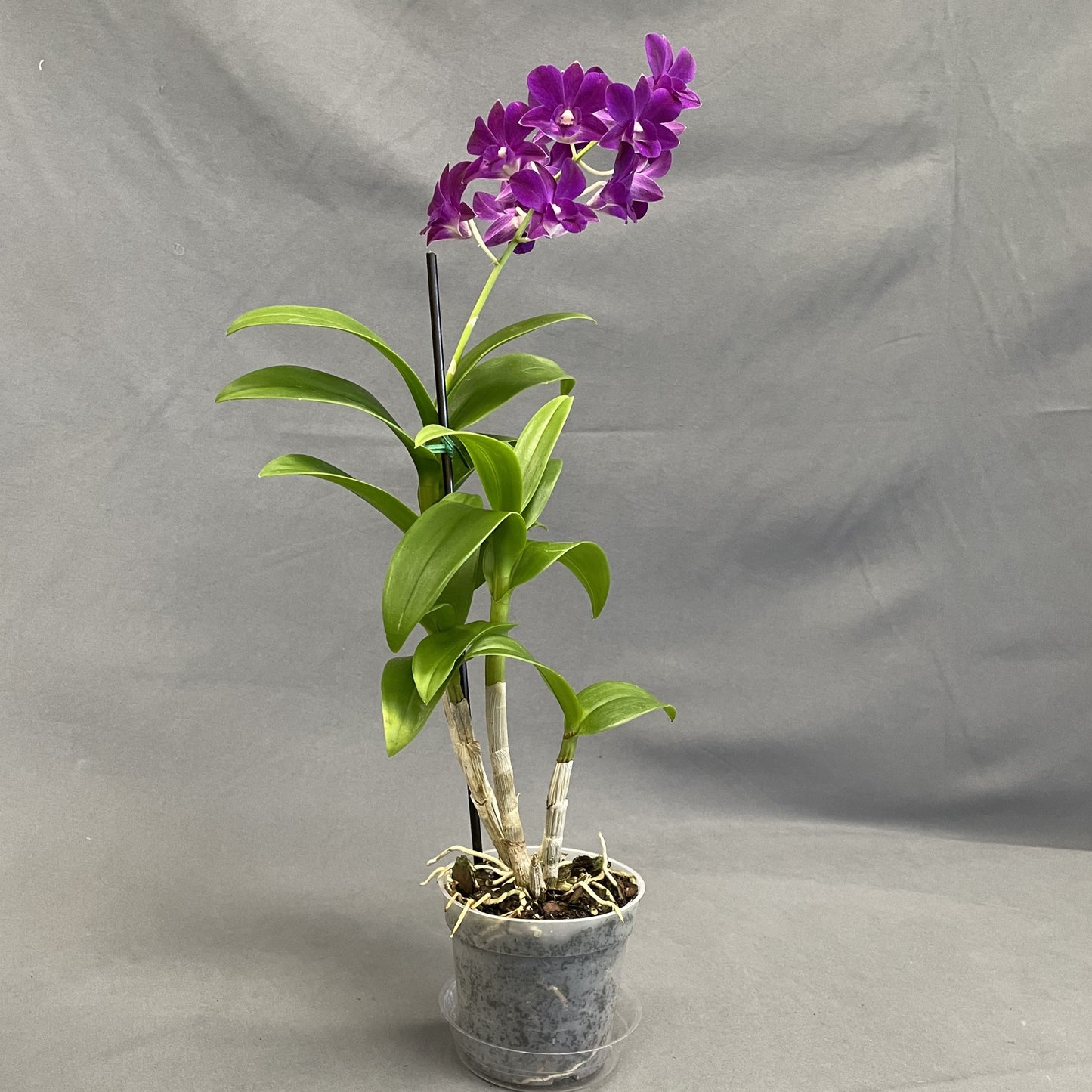 Dendrobium Orchid (Assorted Colors)