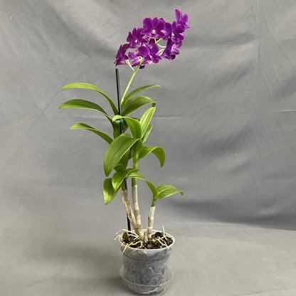 Dendrobium Orchid (Assorted Colors)