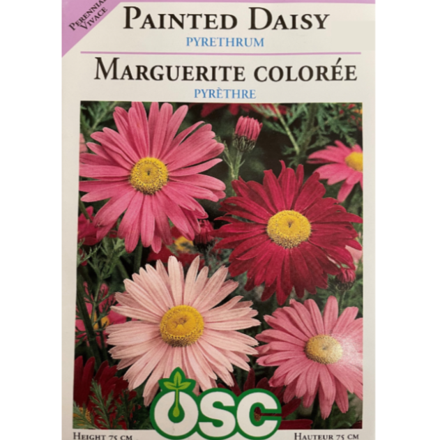 OSC Seeds Daisy Painted Pyrethrum Pkg.