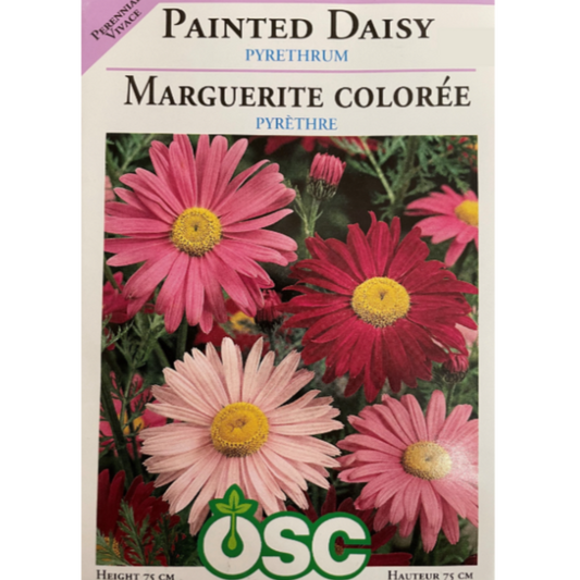 OSC Seeds Daisy Painted Pyrethrum Pkg.