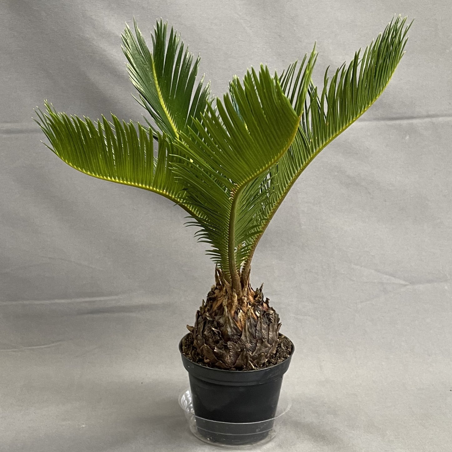 Sago Palm