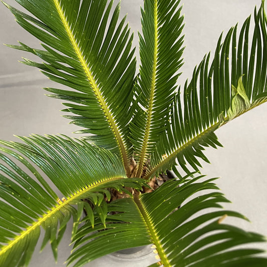 Sago Palm