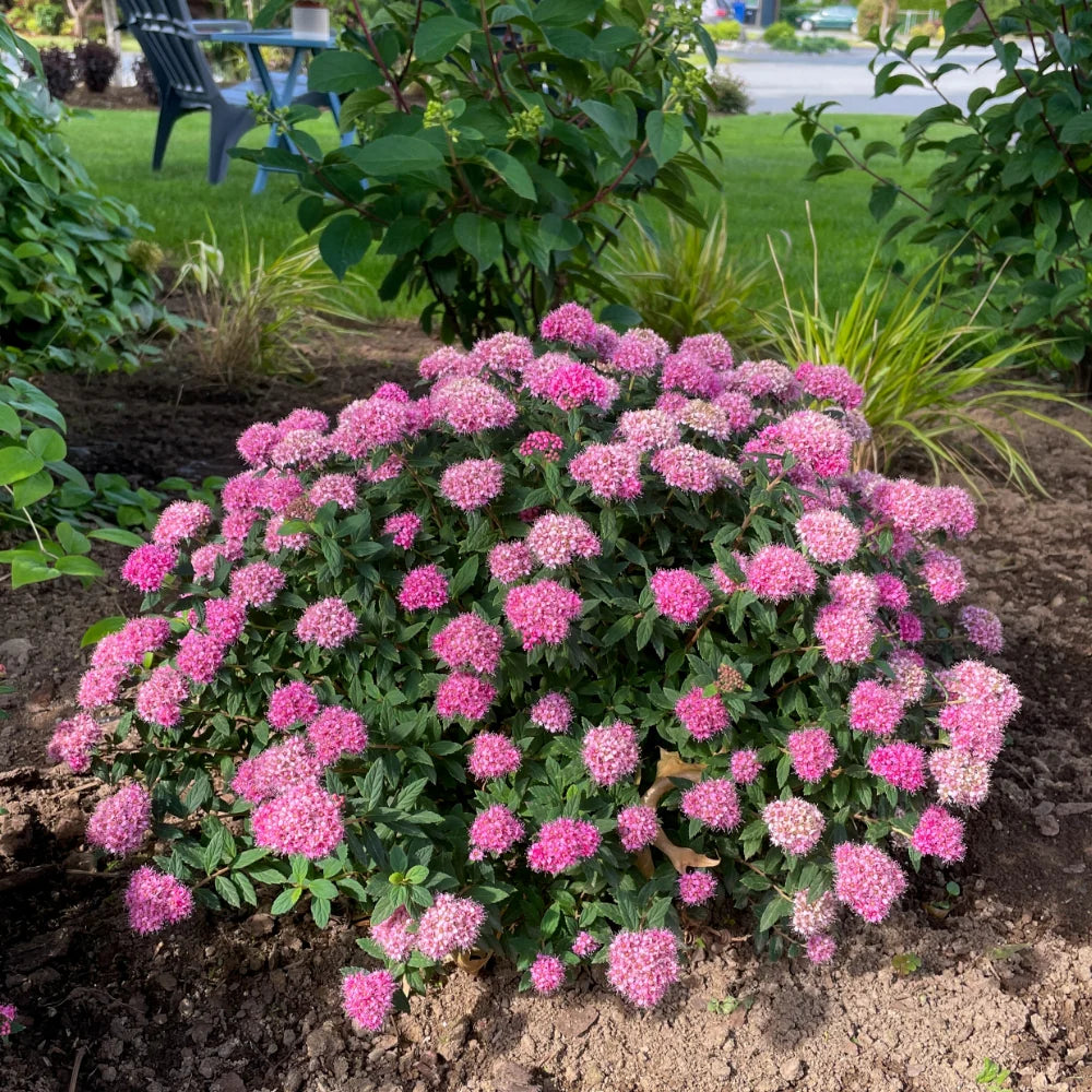 Spirea 'Poprocks® Petite'