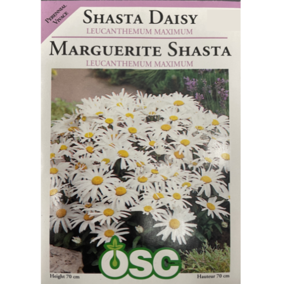 OSC Seeds Daisy Shasta Leucanthemun Maximum Pkg.