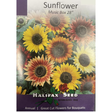 Halifax Seed Sunflower Music Box Pkg.