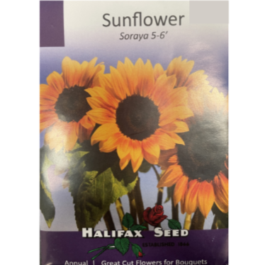 Halifax Seed Sunflower Soraya 5-6' Pkg.