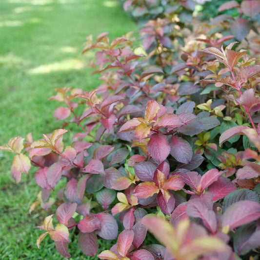 Weigela 'Midnight Sun®'