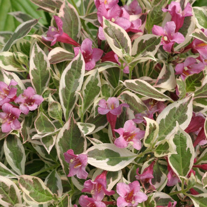 Weigela 'My Monet®'