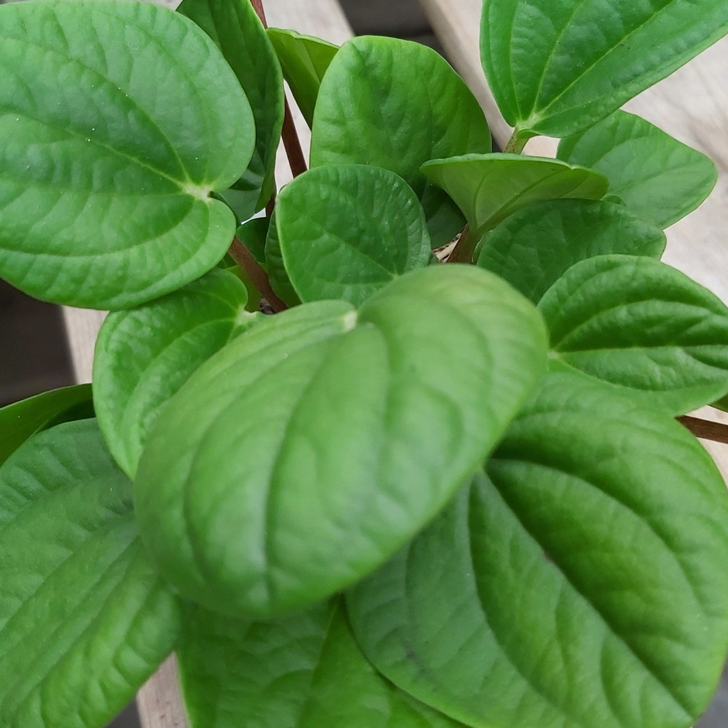 Peperomia 'Rana Verde'