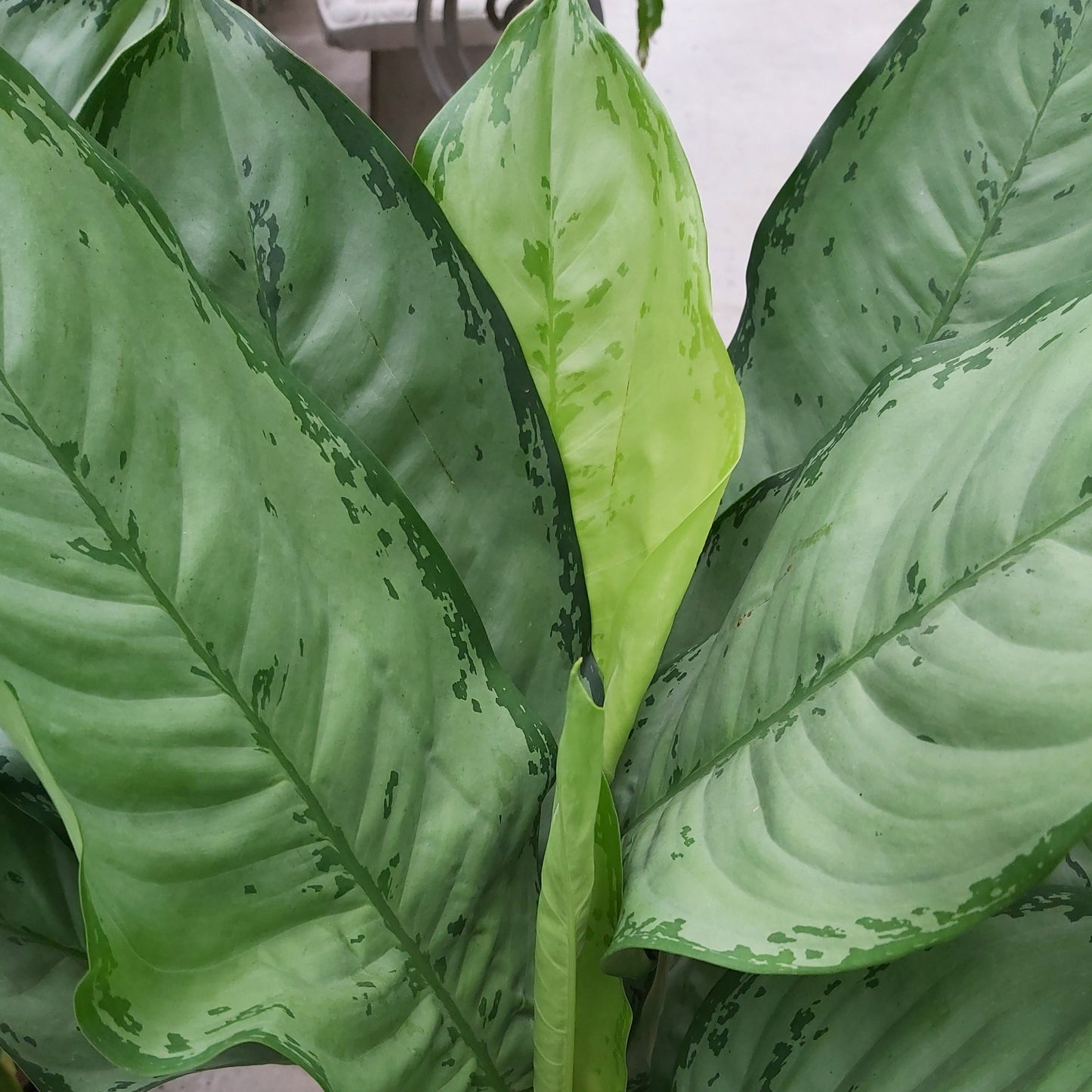 Aglaonema 'BJ Freeman'