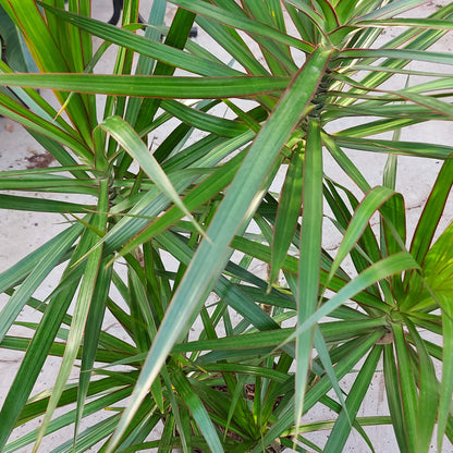 Dracaena 'Staggered'