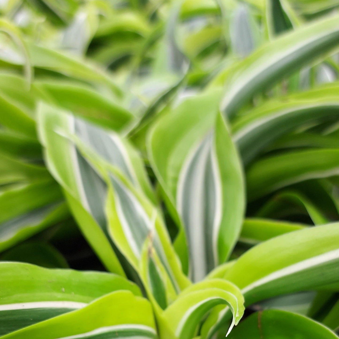 Dracaena 'Lemon Lime'