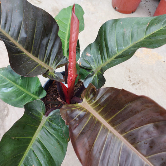 Philodendron 'Black Cardinal'