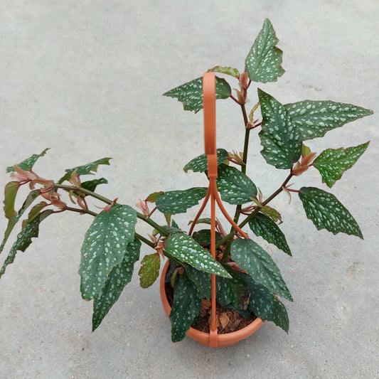 Angel Wing Begonia