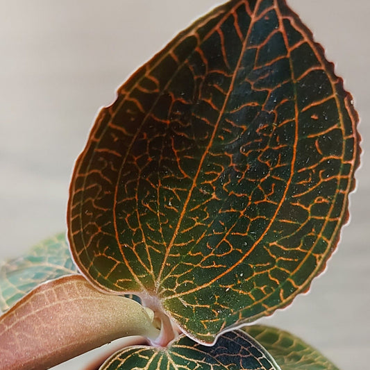 Jewel Orchid