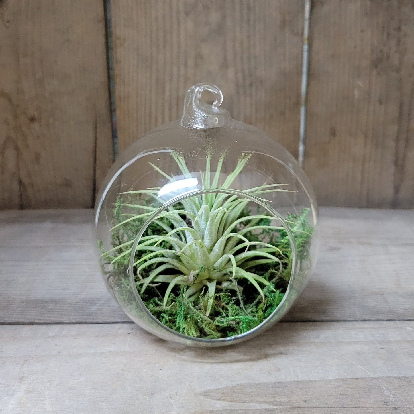 Air Plant w/Containers