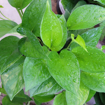 Pothos 'Jade'