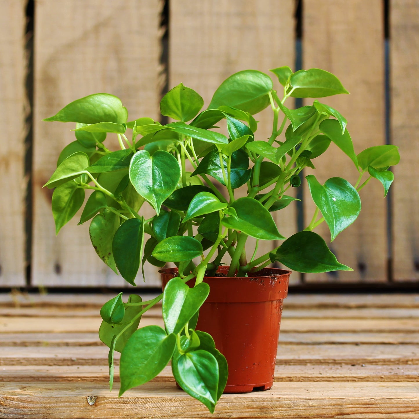 Peperomia 'Scandens'