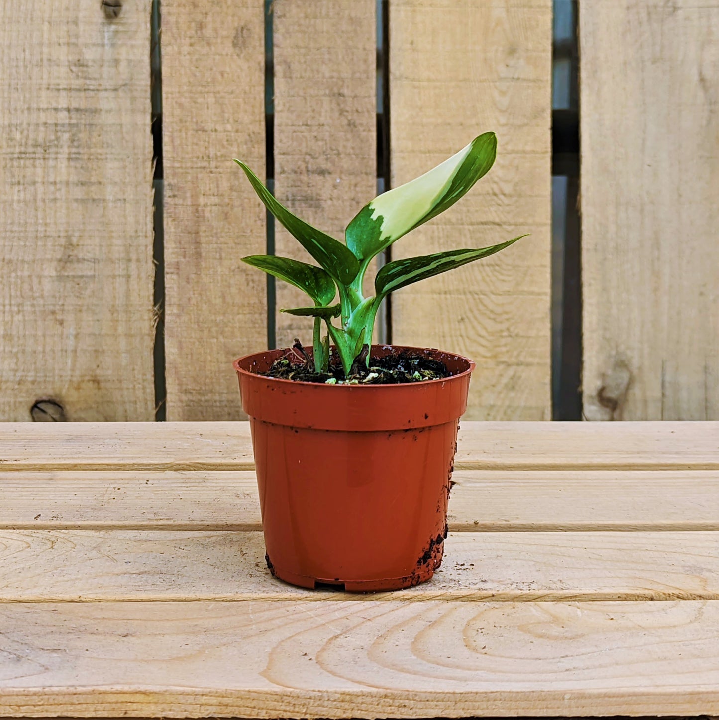 Philodendron 'Cobra'