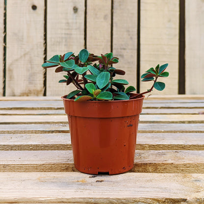 Peperomia 'Double Duty'