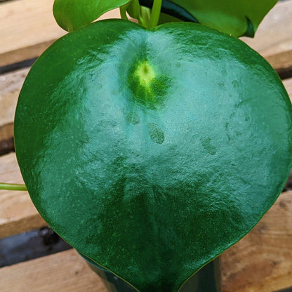 Peperomia 'Raindrop'