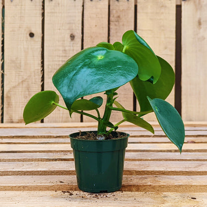 Peperomia 'Raindrop'