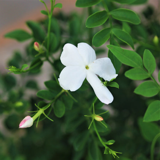 Pink Jasmine