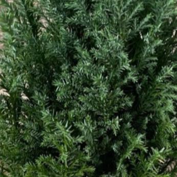 European Cypress