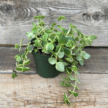 Crassula 'Calico Kittens'