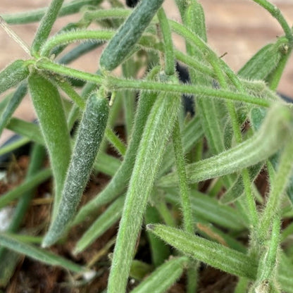 Hoya linearis