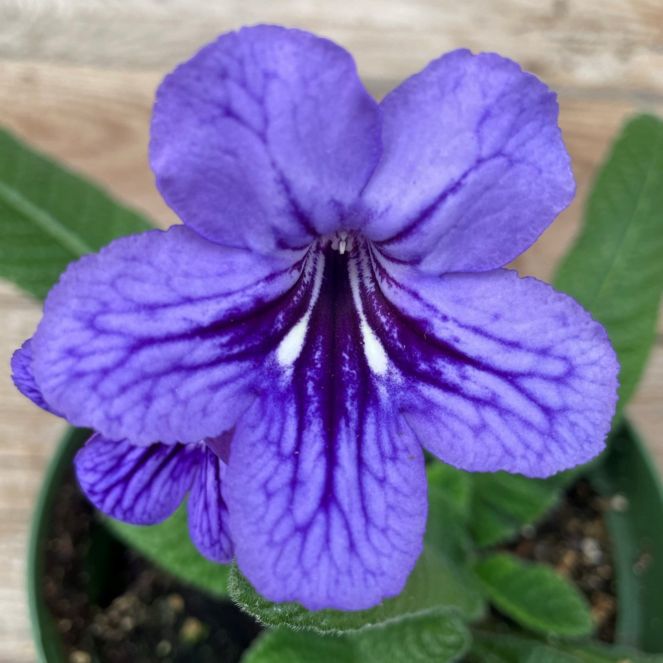 Streptocarpus