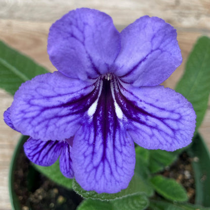 Streptocarpus