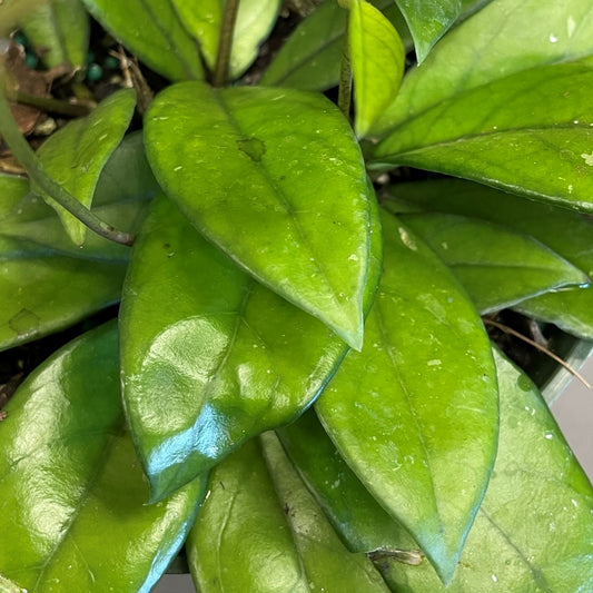 Hoya crassipetiolata