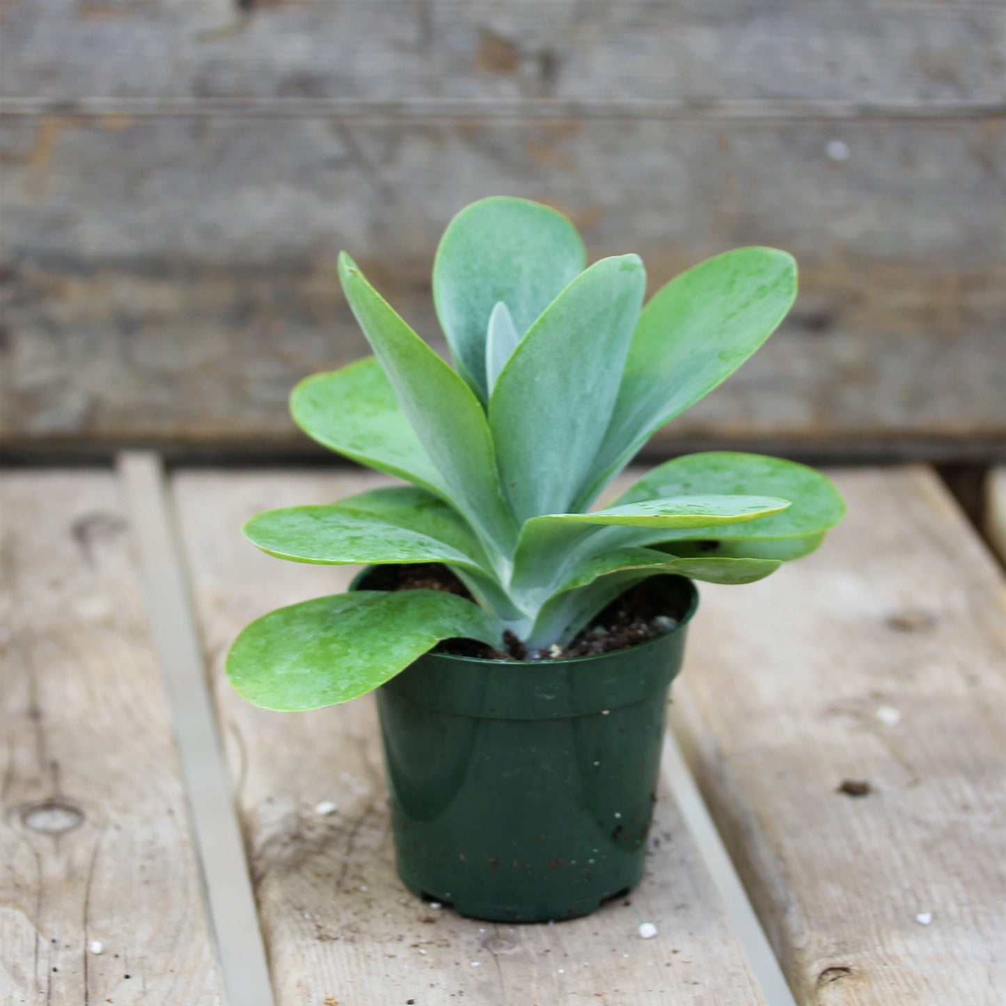 Kalanchoe 'Desert Rose'