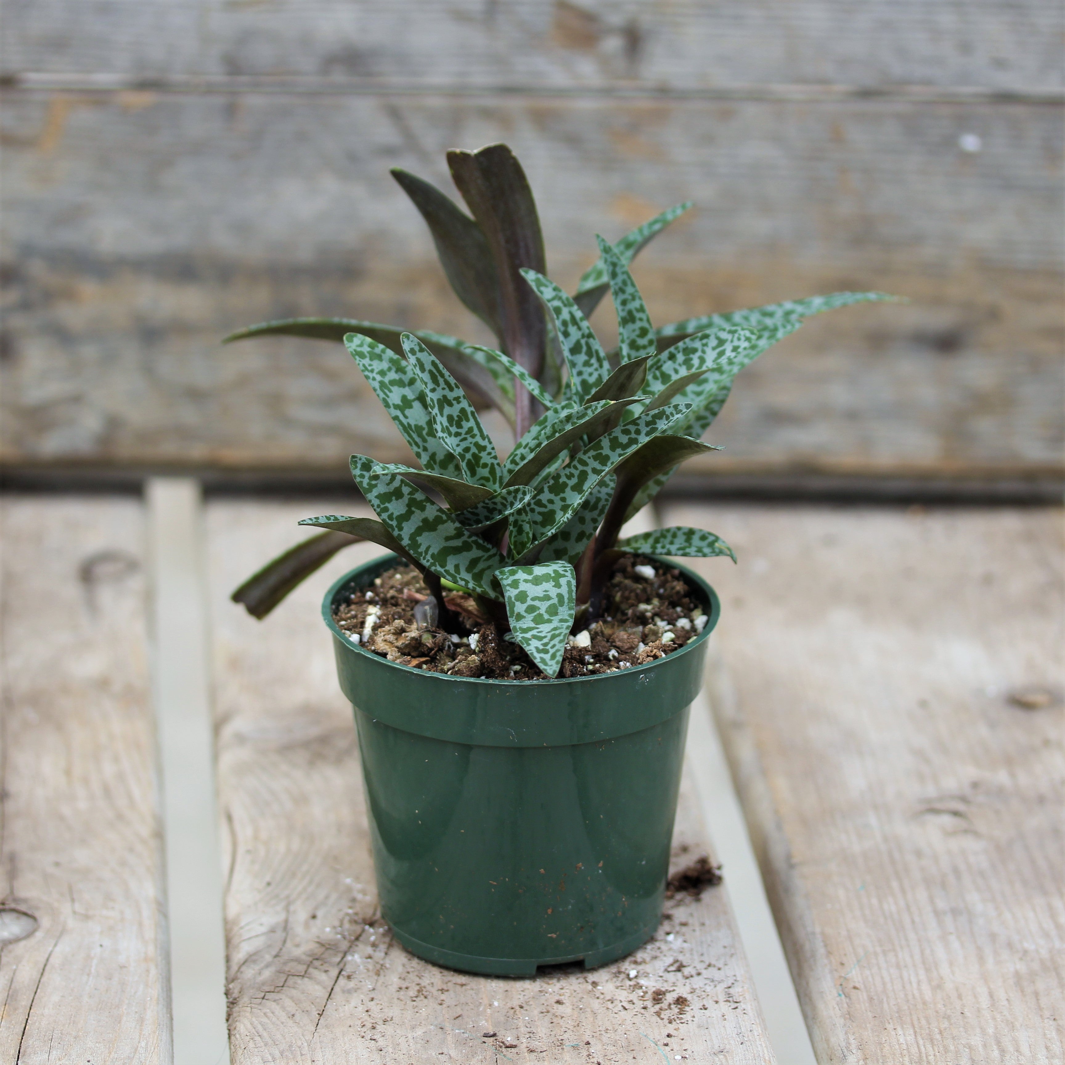 Succulent Ledebouria Socialis (Silver Squill) 4" Pot – Scott's Nursery Ltd.