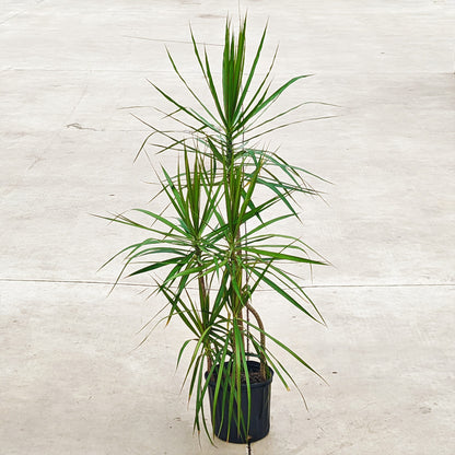 Dracaena 'Staggered'