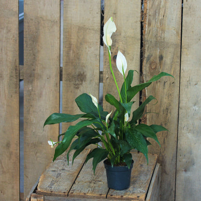 Peace Lily