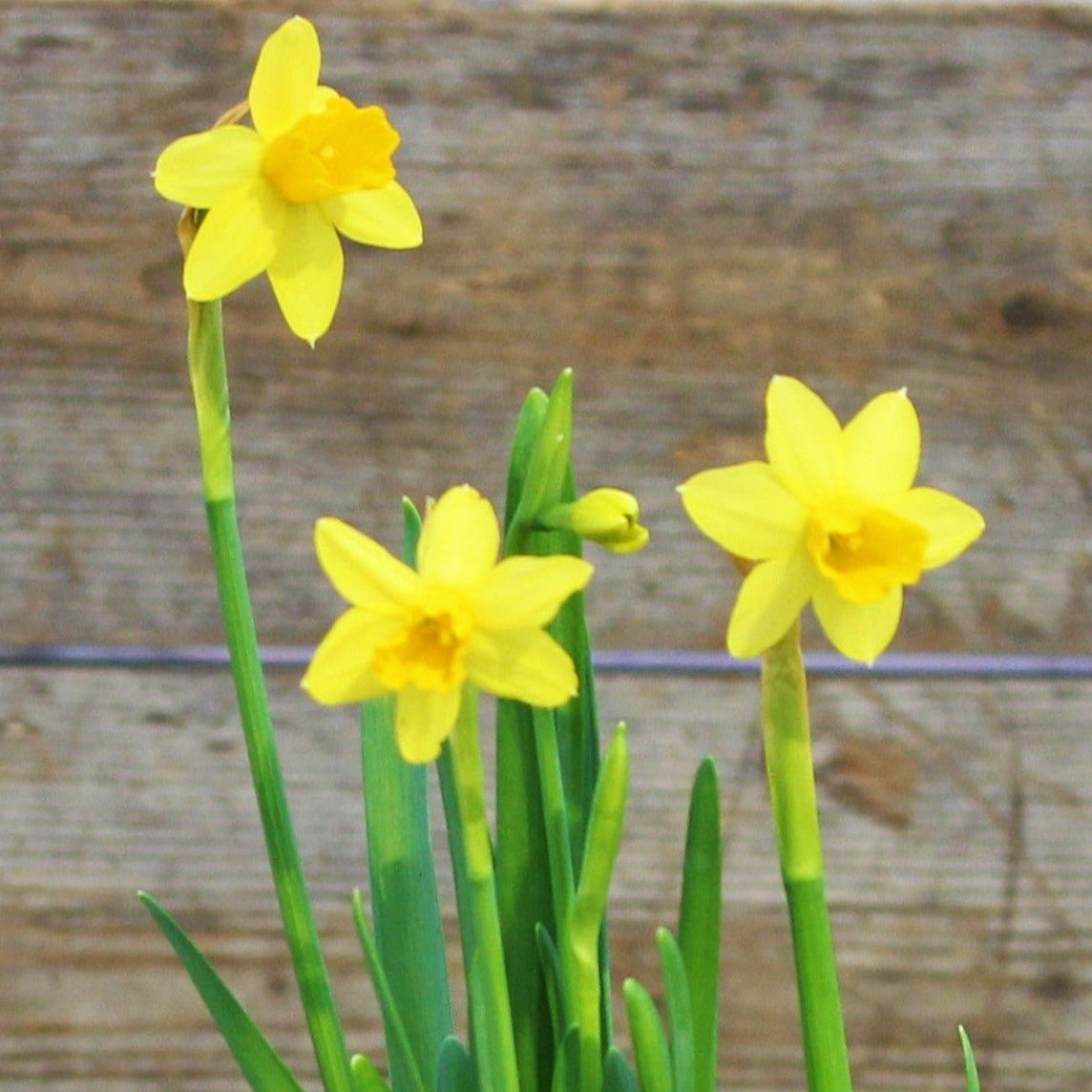 Daffodil