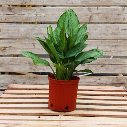 Aglaonema 'BJ Freeman'