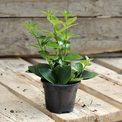 Lipstick Plant