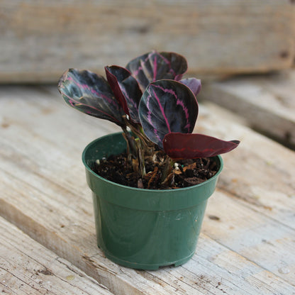 Calathea 'Dottie'