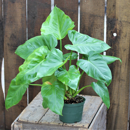 Philodendron 'Giganteum'