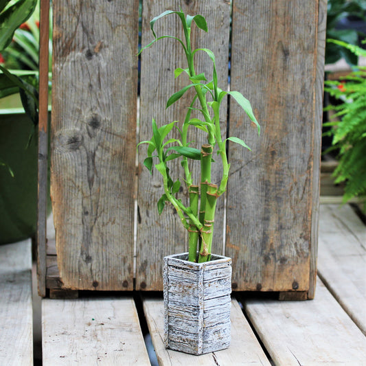 Dracaena 'Lucky Bamboo' In Pot