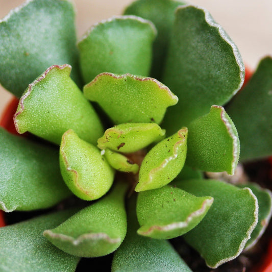 Adromischus cristatus