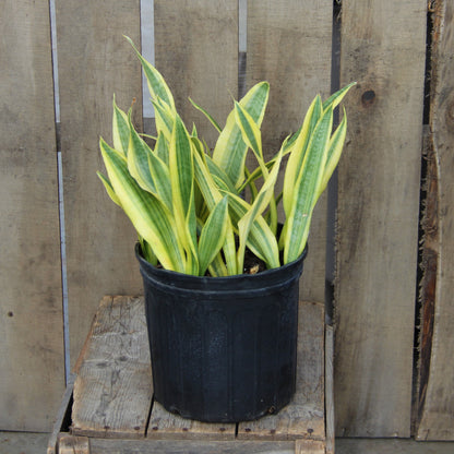 Snake Plant 'Yellowstone'