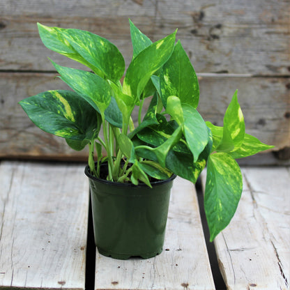 Pothos 'Hawaiian'