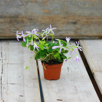 Oxalis 'False Shamrock'