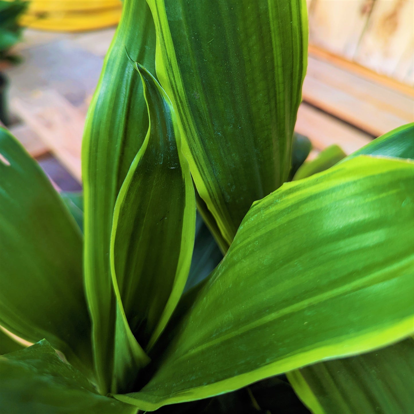 Dracaena 'Carmen'