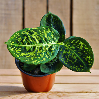 Dieffenbachia 'Reflector'