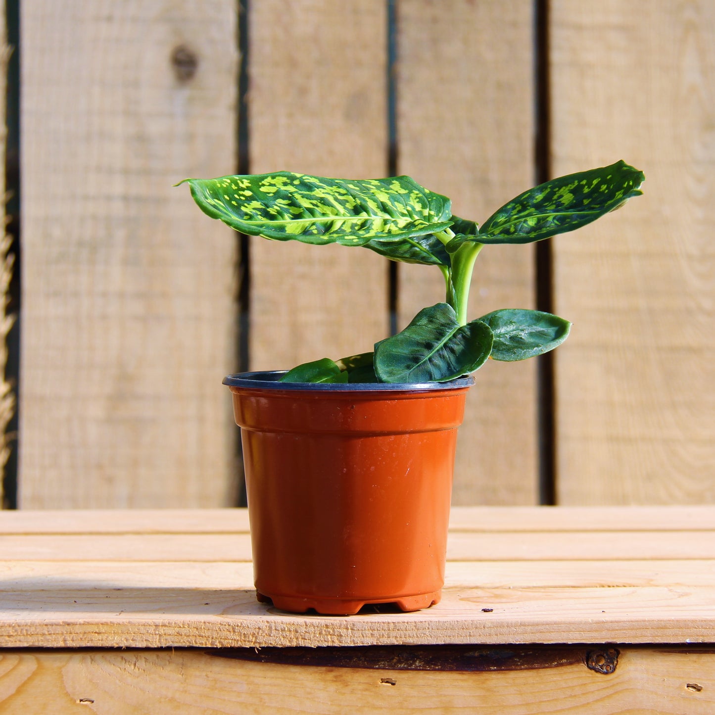 Dieffenbachia 'Reflector'